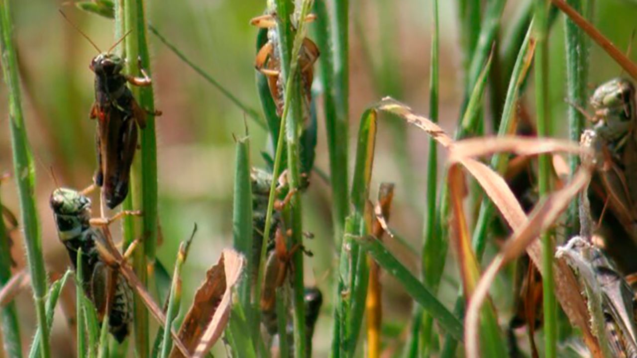 The USDA has launched a grasshopper-killing campaign, possibly the largest since the last outbreak in the 1980s. 
