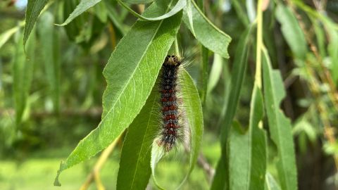 Gypsy moth caterpillars have been prolific in Vermont since the spring. This larvae was spotted in a weeping willow tree on June 8 in Williston.