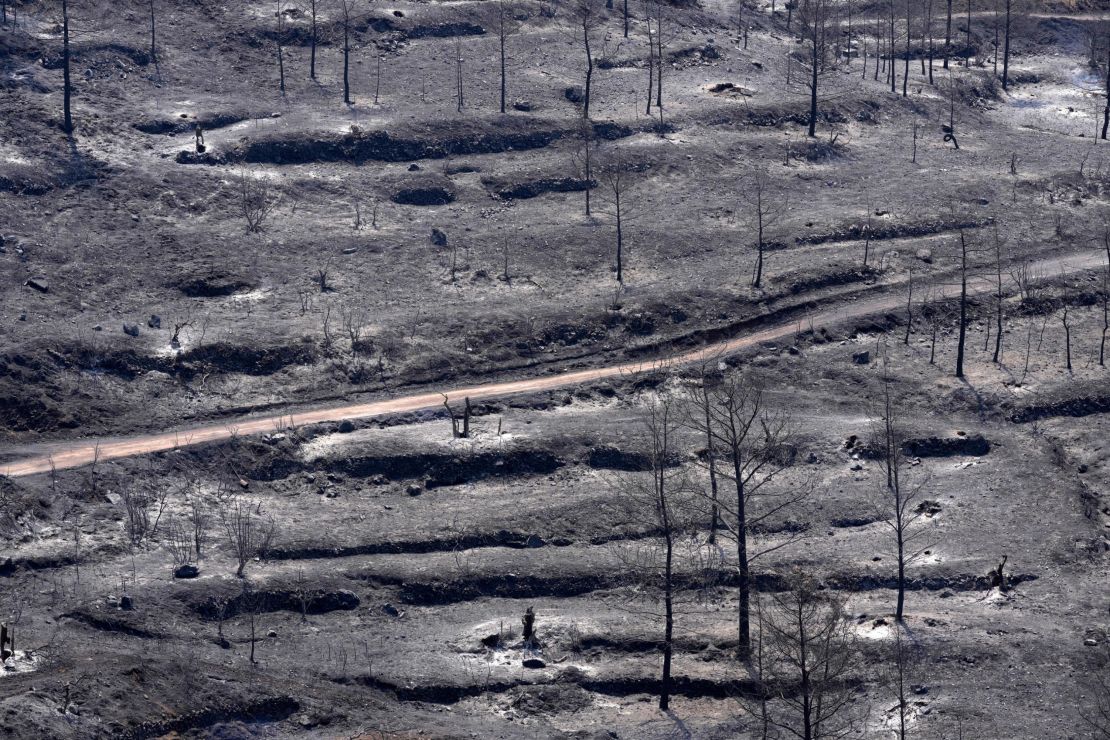 Burned trees are seen on Troodos mountain, in Ora village, southwestern Cyprus, Sunday, July 4.