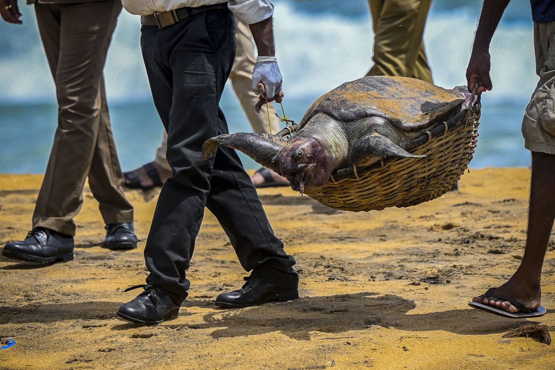 Wildlife officials carry away the carcass of a turtle that was washed ashore at the beach of Angulana, south of Sri Lanka's capital Colombo on June 24.