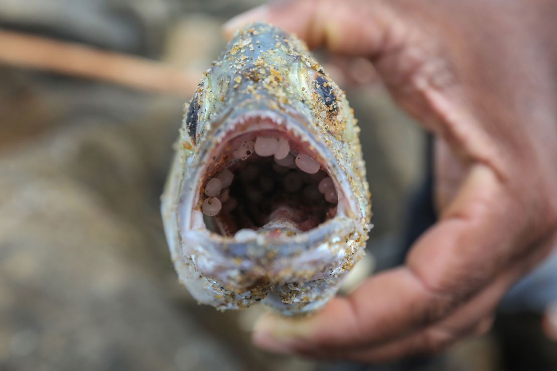 Plastic waste from the ship was found in fish pulled from the sea around Sri Lanka.