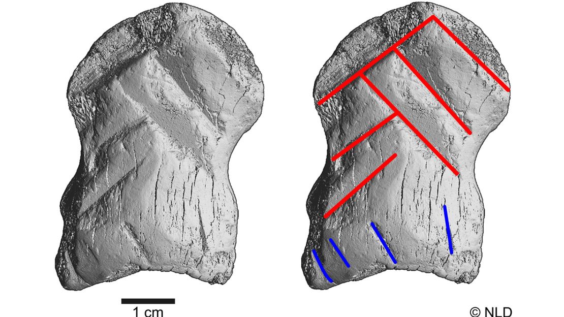 Computerized topography scans of the engraved bone showed six lines that show the shape of the chevron symbol.