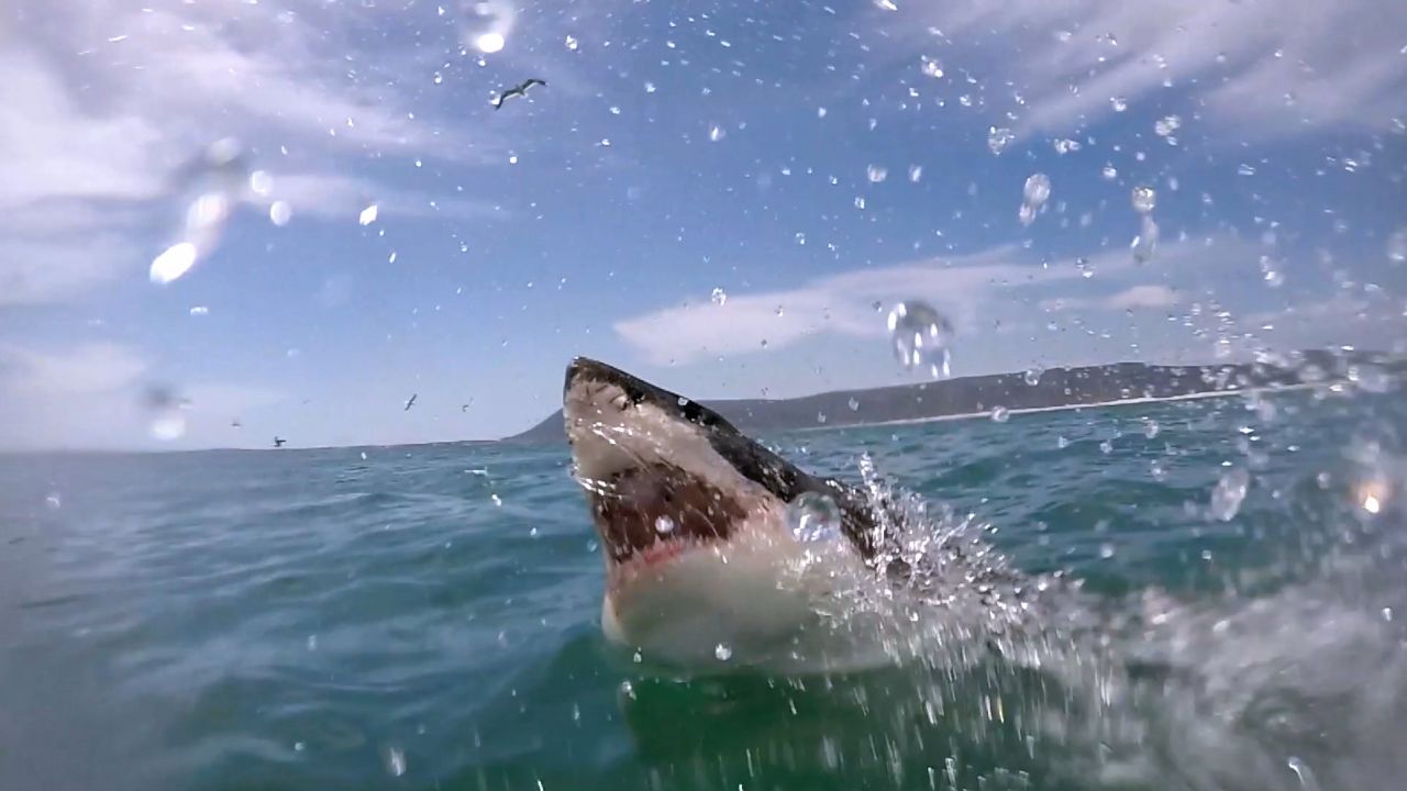 'Shark Week' has a lot to chew on and more CNN