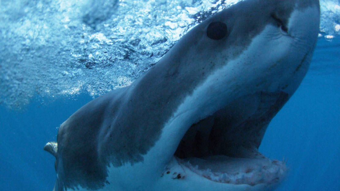 A great white shark is shown in a scene from Discovery's "Shark Week." 