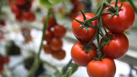 Many farmers markets are selling summer tomatoes right now. 