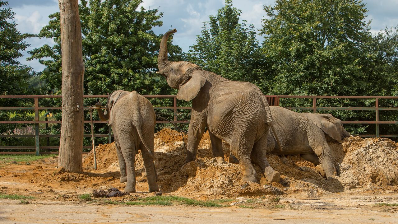 The elephants currently live in Kent, southern England.