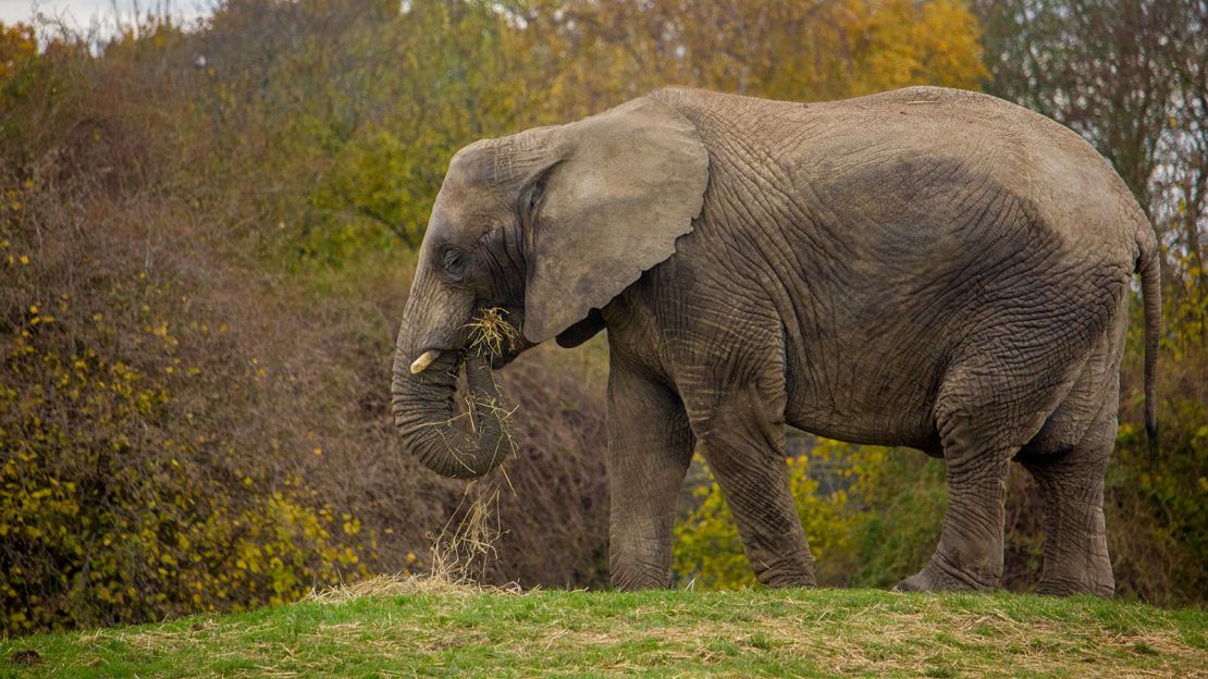 Each elephants will be transported in an individual cage.