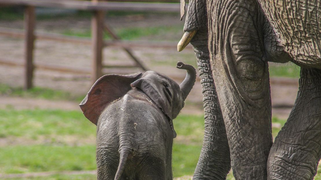 Two sites in southern Kenya are being considered for the elephants.