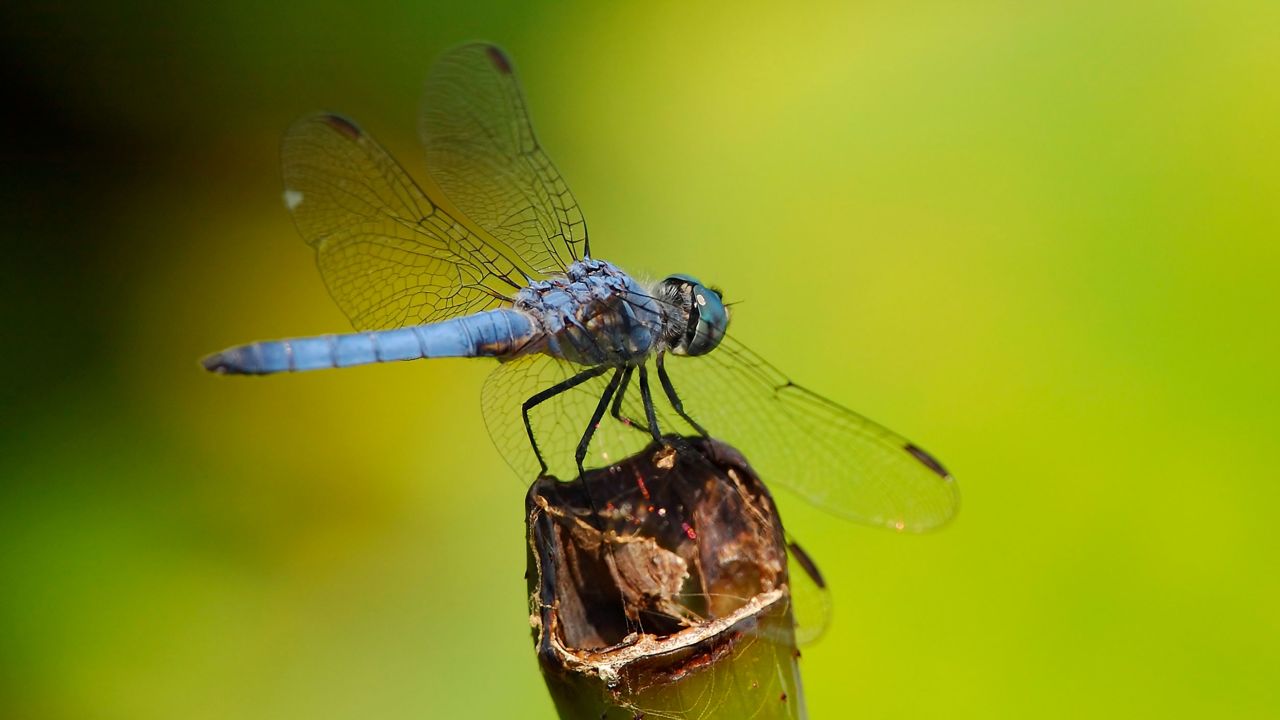 Researchers worry that female dragonflies may no longer recognize their male counterparts.