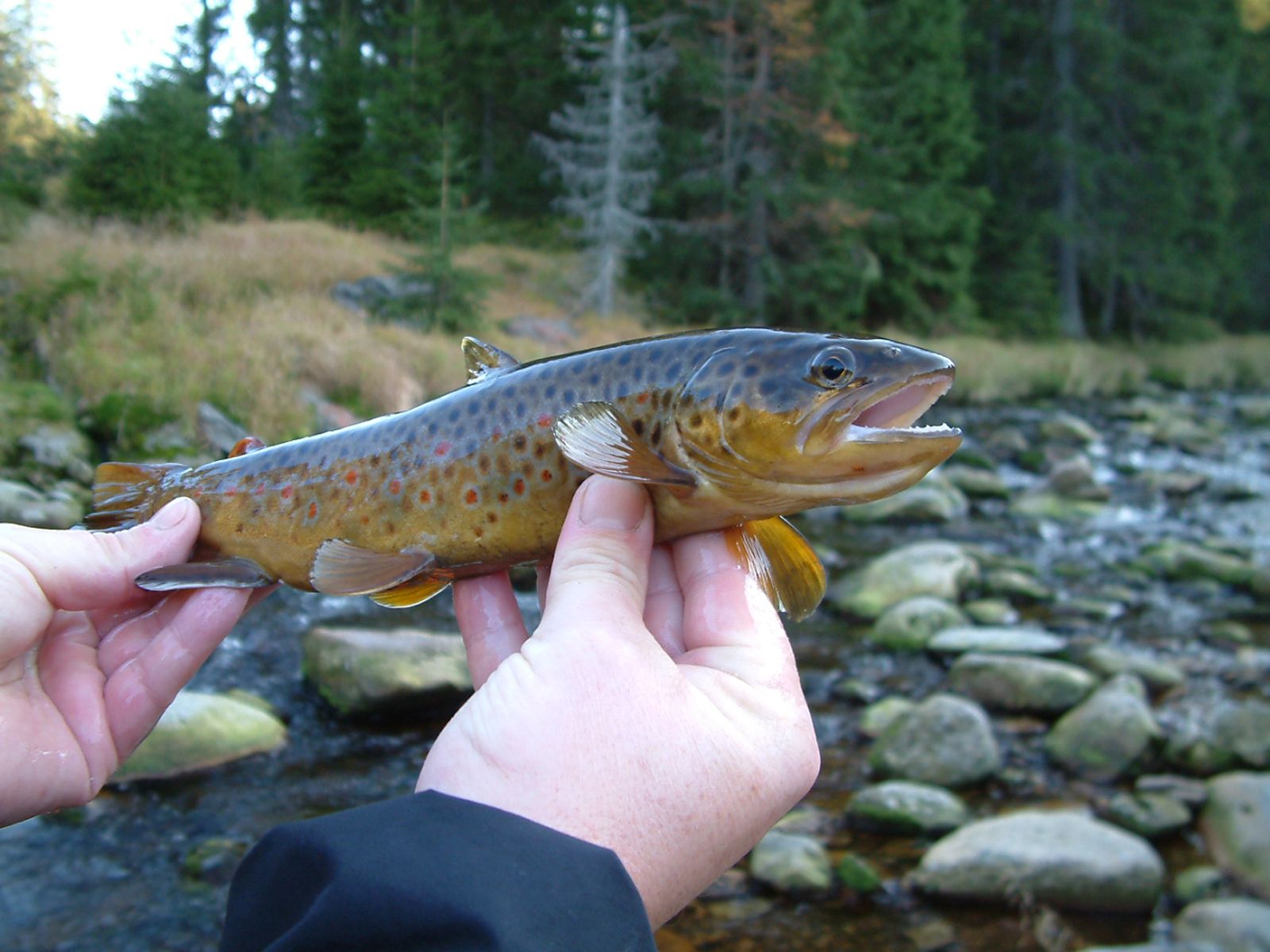 Methamphetamine in waterways may be turning trout into addicts