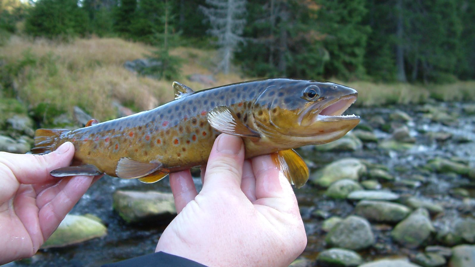 Brown trout suffered withdrawal after being exposed to methamphetamine, researchers found.