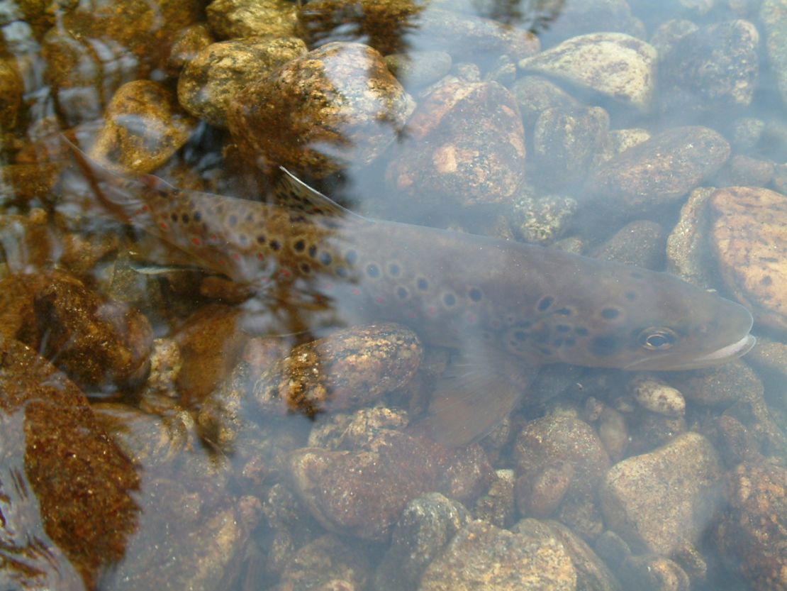 Researchers exposed 40 trout to methamphetamine for a period of eight weeks.