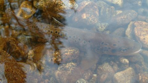 Researchers exposed 40 trout to methamphetamine for a period of eight weeks.