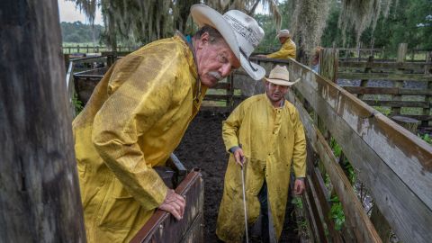 Rancher and conservationist Cary Lightsey, left, sorts cattle in the rain at his ranch in the Northern Everglades in 2019.