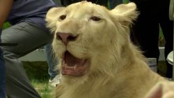 Lion and owner are reunited in Cambodia
