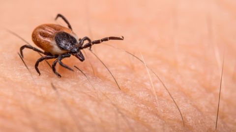 The CDC warns ticks can be found in wooded or grassy areas.