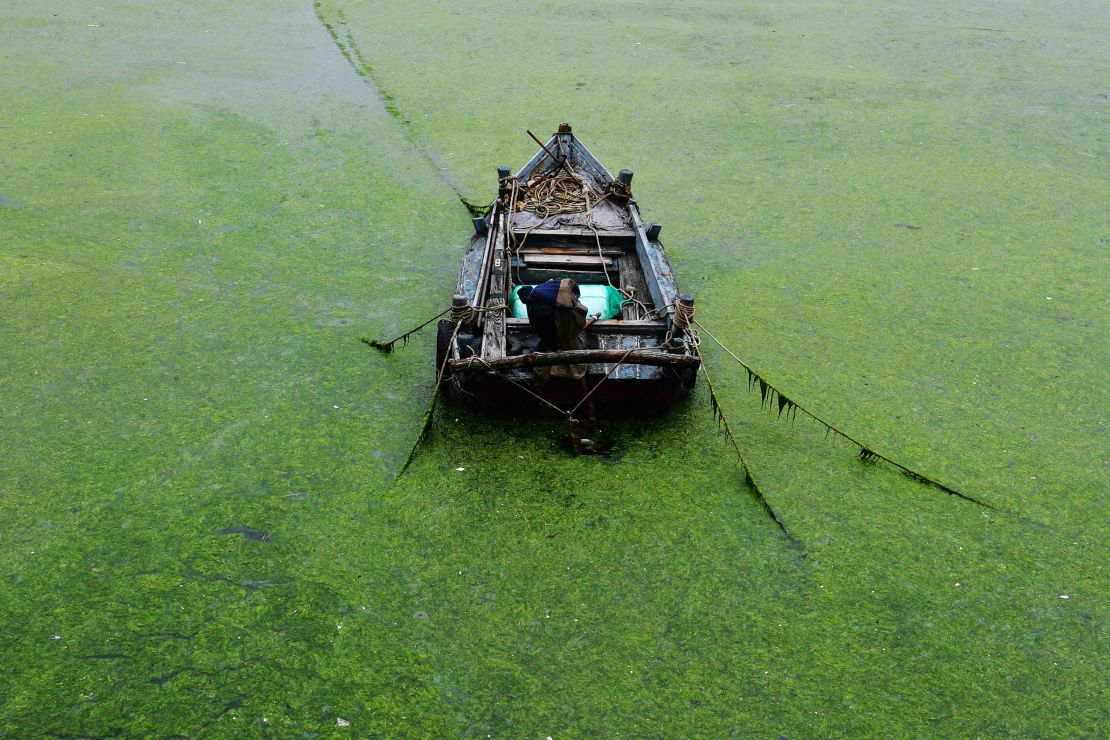 Algae blooms on the coast of Qingdao, China, on June 18.