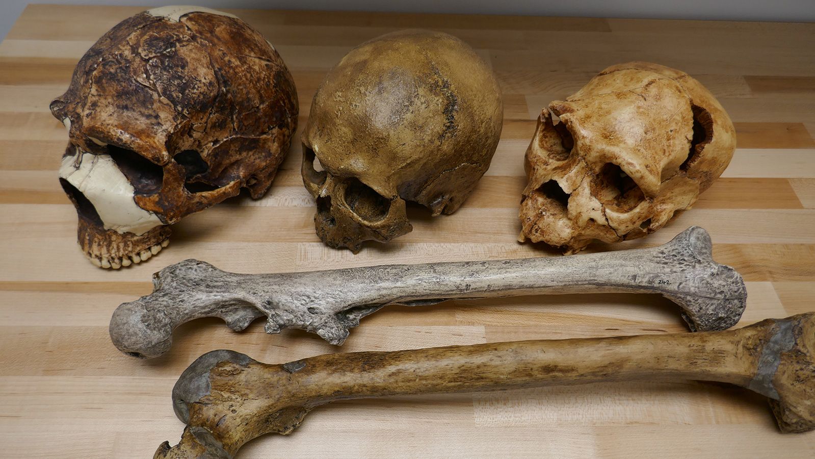 Human fossils illustrating the variation in brain (skulls) and body size (thigh bones) during the Pleistocene period.