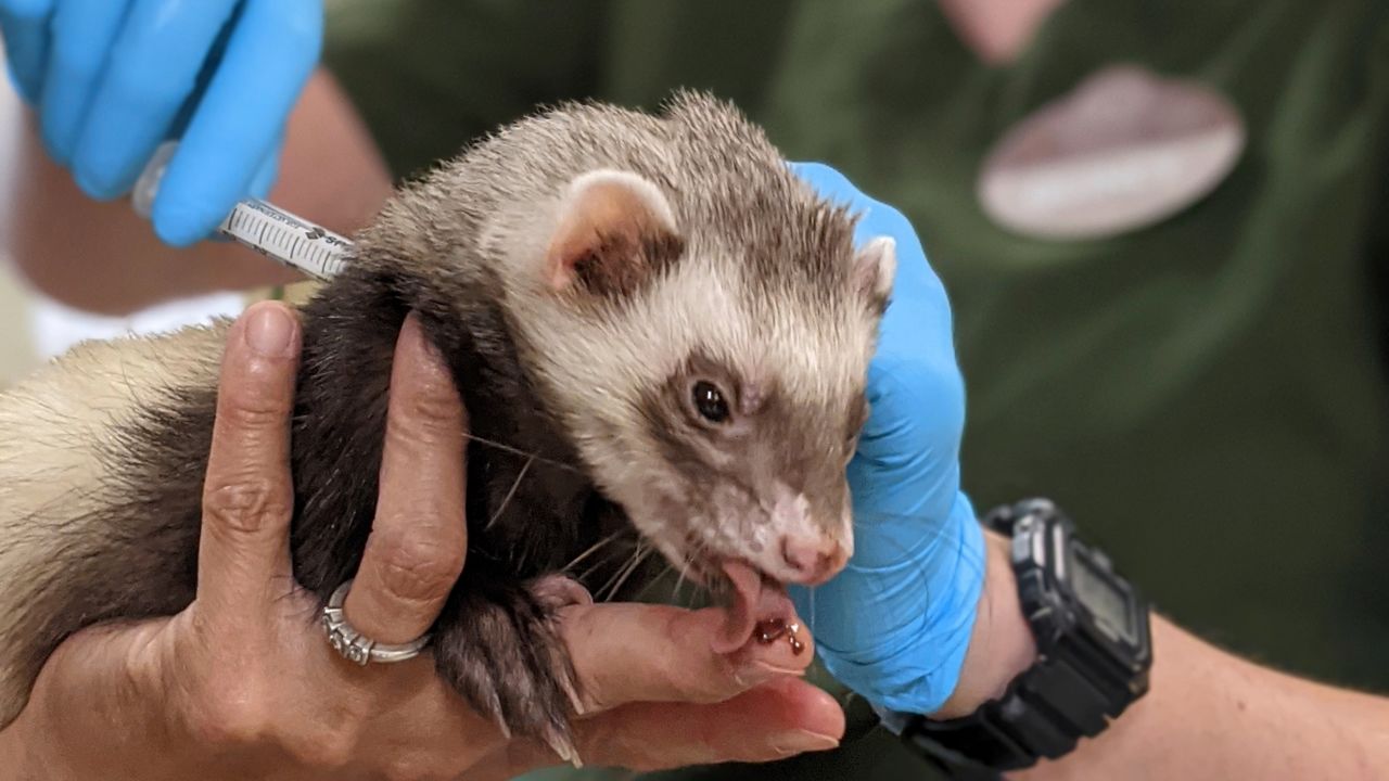 Archie the ferret receives a Covid-19 vaccine at the Oakland Zoo, where animal vaccinations just began.