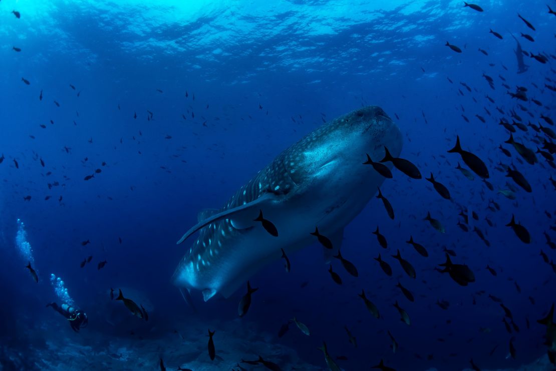 Scientists have tagged marine species such as whale sharks to track their migratory route. 