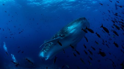 Scientists have tagged marine species such as whale sharks to track their migratory route. 