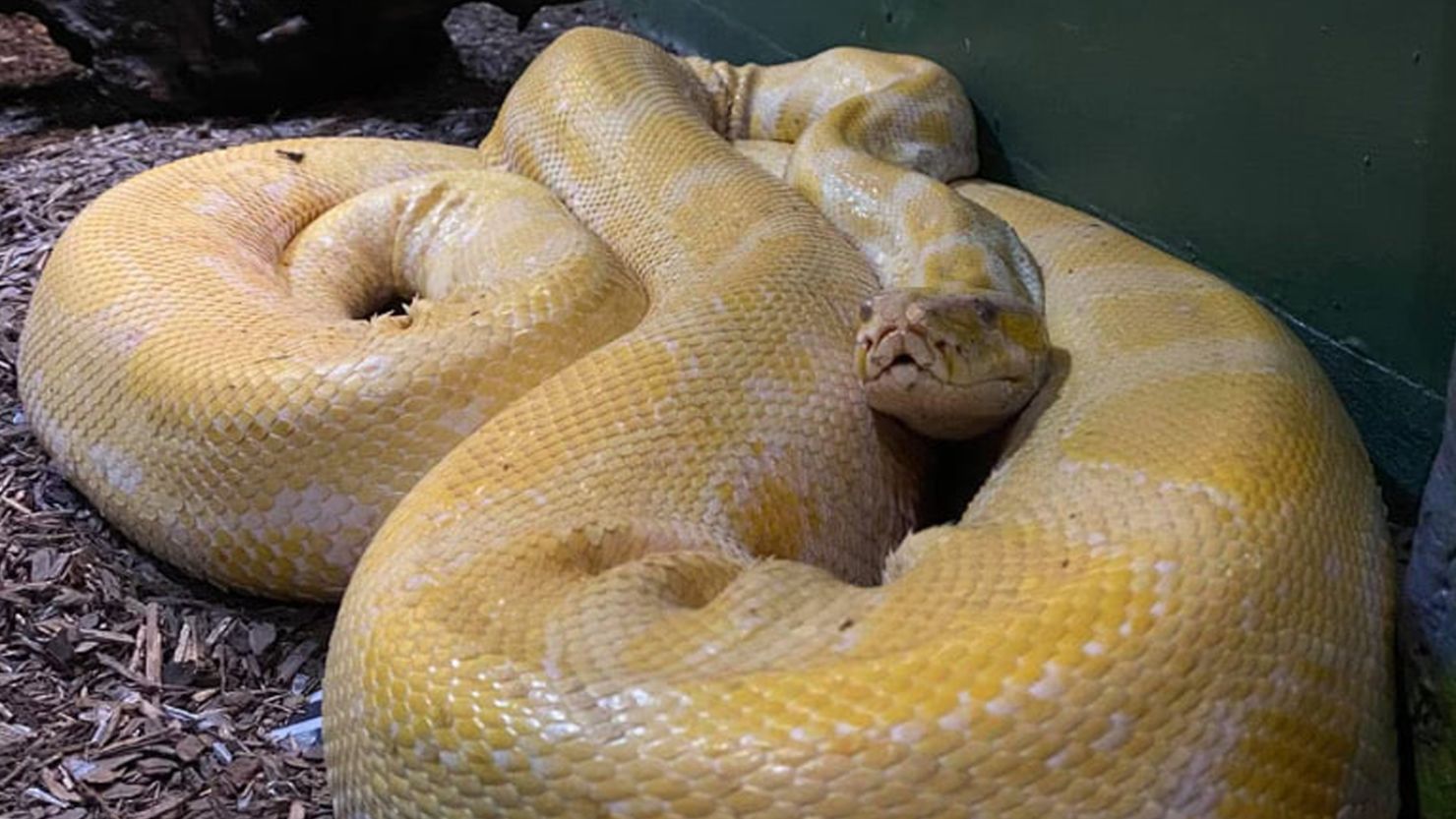 Cara, a large, banana-yellow Burmese python, slithered out of her exhibit in the Blue Zoo aquarium in the Mall of Louisiana.