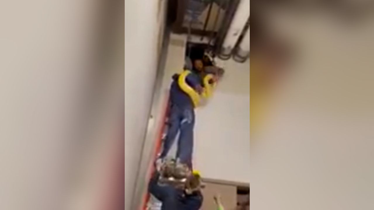 Cara is carried out of a hole in a wall, in video posted by the aquarium Thursday morning.