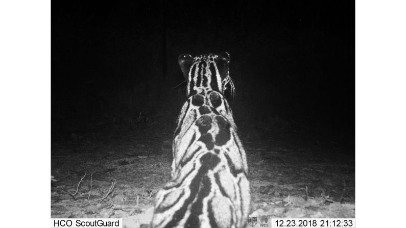 With a population thought to be less than 10,000, the clouded leopard is considered vulnerable due to deforestation and poaching. Southeast Asia's forests are threatened by urbanization, illegal logging and land clearing for farming.