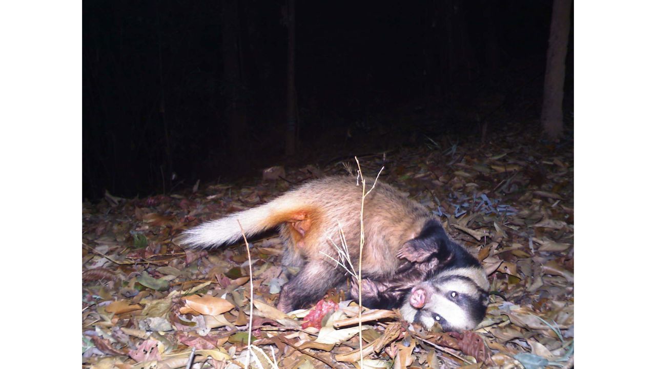 The greater hog badger is found in Bangladesh, Cambodia, Myanmar, Thailand and other parts of Asia. It is considered vulnerable, and its numbers are decreasing because of hunting and other threats. Internet of Elephants hopes its games will engage people who may not have a previous interest in wildlife conservation.