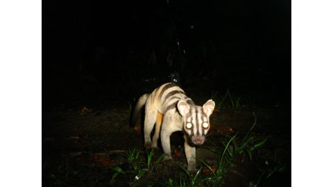WildCRU's initial research was conducted in Southeast Asia, looking at the elusive clouded leopard, but the decade-long study ended up photographing more than 250 animal species -- including this banded civet. The banded civet is nocturnal and lives in Indonesia, Malaysia, Brunei, and parts of Myanmar and Thailand.
