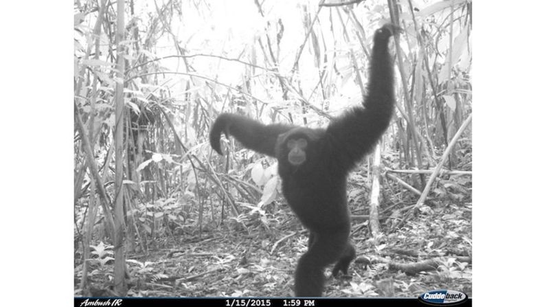 The siamang is a large gibbon found in Indonesia, Malaysia and Thailand. It is endangered, threatened by deforestation, mining and poaching.