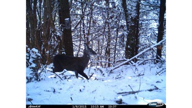 A Himalayan musk deer, photographed as part of the WildCRU study.  "If you don't have any encounter or experience with elements of nature, then what motivation can you have to take a personal interest in it?" says professor David Macdonald of the WildCRU team.