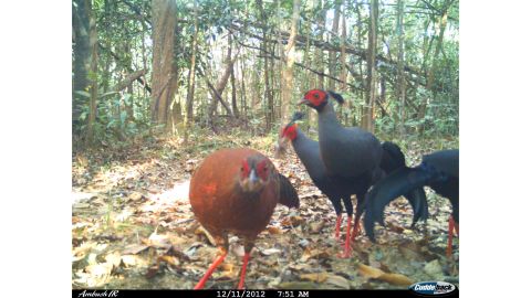 The Siamese fireback is a pheasant found in Laos, Vietnam and Thailand. "I would like to think that engagement with this game ... will lead to a feeling of value, which will affect how (people) think about nature," says Macdonald.