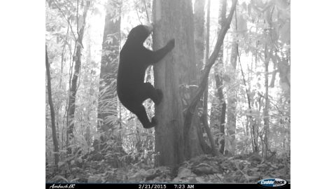 The game is produced by the company Internet of Elephants, which creates digital experiences based on scientific research. This sun bear was photographed as part of the camera trap study featured in Unseen Empire, carried out by the Wildlife Conservation Research Unit (WildCRU) at Oxford University.
