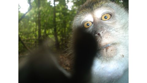A mobile game called "Unseen Empire" turns a real wildlife camera trap study into a playable experience, to help people to better understand conservation science. Players get to identify animals from a selection of the 6 million photographs captured by a study in Southeast Asia -- including this one of a Nicobar crab-eating macaque.
