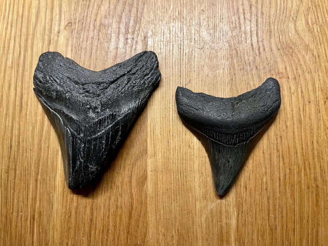 Jacob Danner found two megalodon teeth within a three-week span.