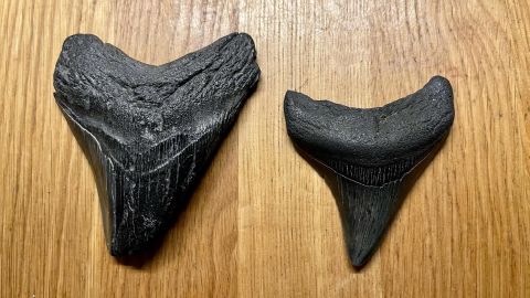 Jacob Danner found two megalodon teeth within a three-week span.