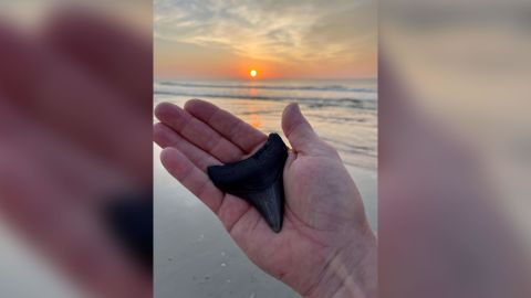 Jacob Danner said finding these megalodon teeth brought out the 6-year-old inside of him.
