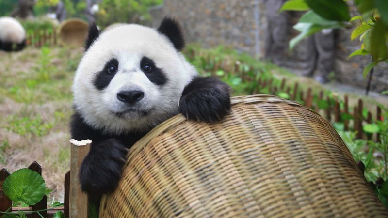 Giant pandas are no longer endangered, thanks to conservation