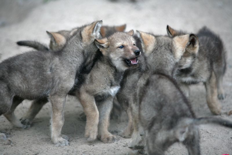 Grey wolf sale puppies for sale