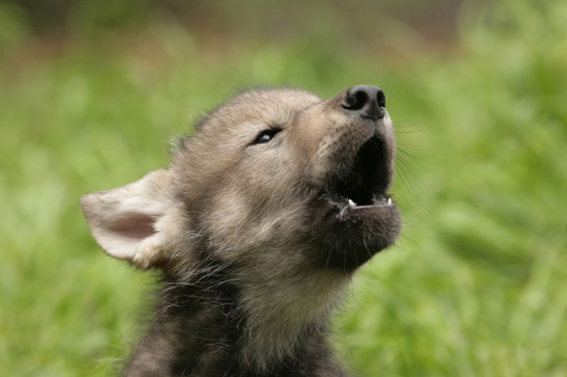 A wolf sale puppy