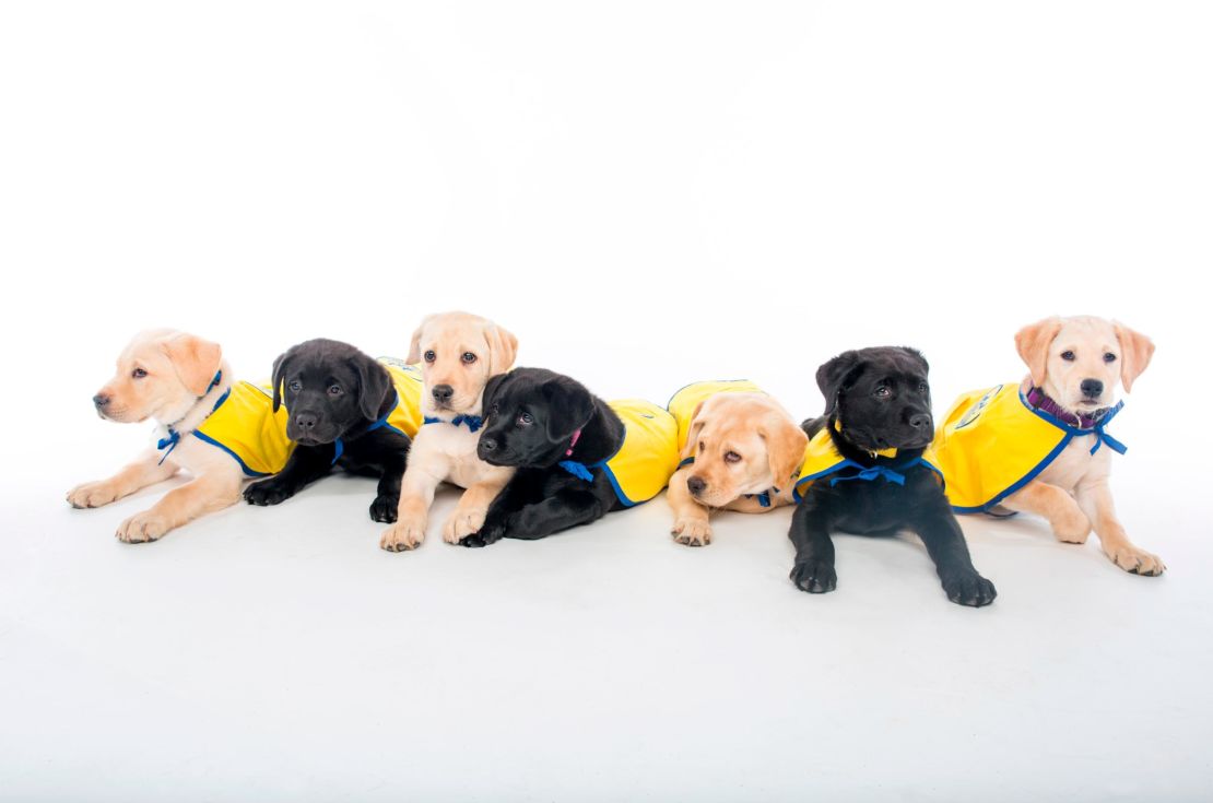 The Duke University Canine Cognition Center's Puppy Kindergarten spring 2020 class "poses" for a photo.