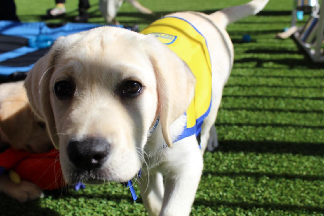 The puppies from Canine Companions for Independence are part of a long-term study funded by the US National Institutes of Health to assess how different rearing strategies affect the behavior and cognitive development of assistance dogs.