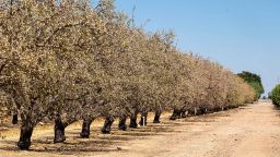 Dying almond trees at an orchard in Gustine, California, on June 14. 