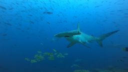 hammerhead cocos galapagos swimway 2 RESTRICTED