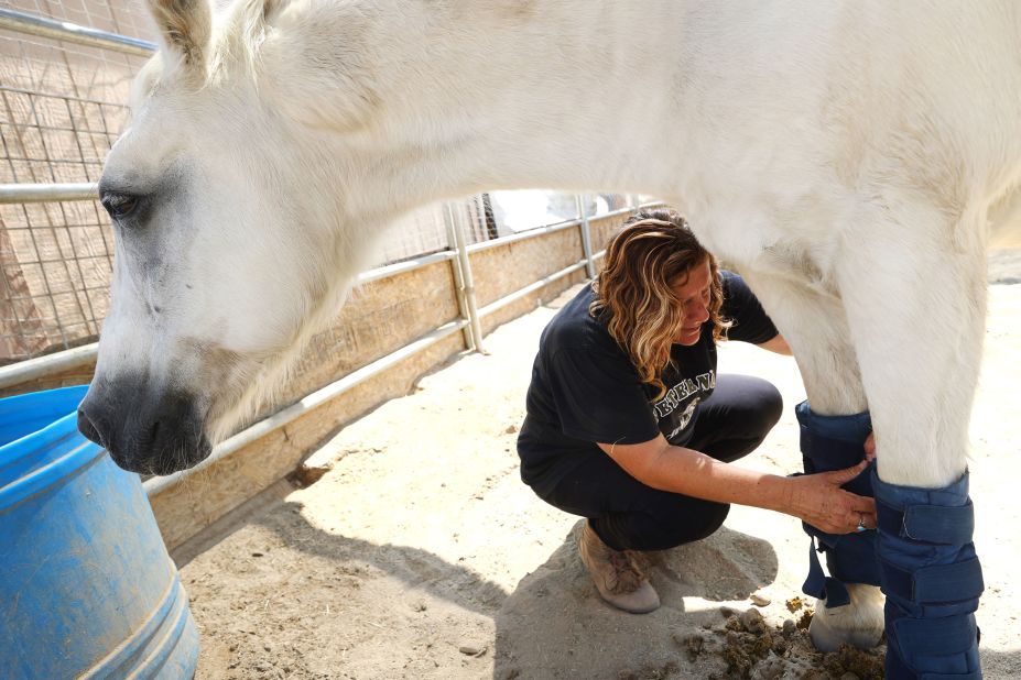 Annette Garcia, director of the Coachella Valley Horse Rescue, straps ice packs onto a horse's legs to help keep him cool amid a water shortage in Indio, California.
