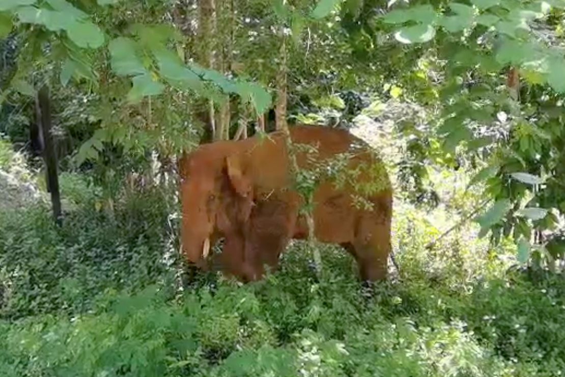 A lone elephant that broke away from the wandering herd on June 6 was captured and returned to its home reserve last week.