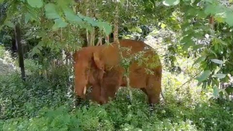 A lone elephant that broke away from the wandering herd on June 6 was captured and returned to its home reserve last week.