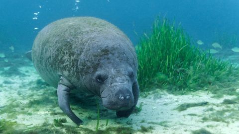 Florida's manatees have had their worst year on record in 2021 -- just halfway through the year, the species has seen its biggest die-off in recorded history. (This manatee calf is pictured in Florida's King's Bay in 2020.)