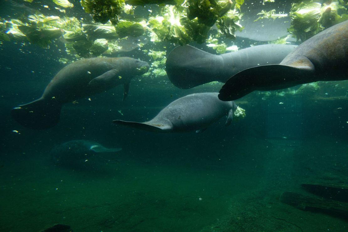Manatees feed in a recovery pool at  ZooTampa at Lowry Park in Tampa, Florida earlier this year. Manatees are rescued when they're orphaned, injured or starving.